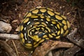 Of a yellow anaconda snake Royalty Free Stock Photo