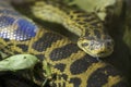 Yellow anaconda swimming in the water