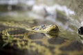 Yellow anaconda in the water
