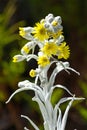 Yellow andean flower in Cajas National Park Azuay Royalty Free Stock Photo