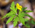 yellow anemone, buttercup anemone, Anemone ranunculoides