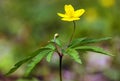 yellow anemone, buttercup anemone, Anemone ranunculoides Royalty Free Stock Photo