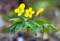 yellow anemone, buttercup anemone, Anemone ranunculoides Royalty Free Stock Photo