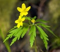 yellow anemone, buttercup anemone, Anemone ranunculoides