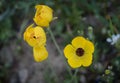 Yellow anemone Coronaria flower Royalty Free Stock Photo