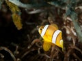 Yellow Anemone fish Royalty Free Stock Photo