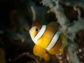 Yellow Anemone fish Royalty Free Stock Photo
