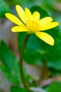 Yellow anemone flower