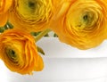 Yellow anemone flower. Soft nature background