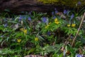 yellow anemone, yellow wood anemone, or buttercup anemone, in latin Anemonoides ranunculoides or Anemone ranunculoides