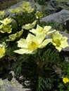 Yellow anemones in the French Alps Royalty Free Stock Photo