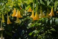 Yellow angel's trumpets (Brugmansia Versicolor), Grenada Royalty Free Stock Photo