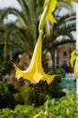 Yellow angel trumpet flower in full bloom Royalty Free Stock Photo