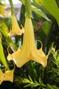 Yellow angel trumpet flower in full bloom Royalty Free Stock Photo