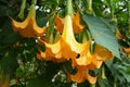 Yellow Angel Trumpets Flowers Royalty Free Stock Photo