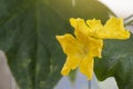 Yellow Angled loofah flower with sunlight on nature background