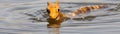 a yellow animal swimming in water