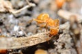 Yellow ant