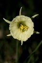 Yellow anther of a stamen of a flower with pollen vertically Royalty Free Stock Photo