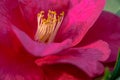 Yellow Anthers Camellia Flower