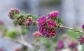 Yellow anthers and vibrant deep pink purple flowers of the Australian native Pretty Honey Myrtle, Melaleuca trichophylla