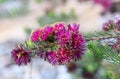 Yellow anthers and vibrant deep pink purple flowers of the Australian native Pretty Honey Myrtle, Melaleuca trichophylla