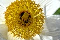 Yellow Anthers, White Poppy Romneya