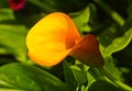 Yellow anthurium