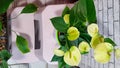 yellow anthurium flower heads in bloom on green leaves