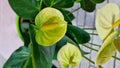 yellow anthurium flower heads in bloom on green leaves