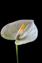 Yellow anthurium flower over black background