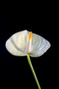 Yellow anthurium flower over black background.