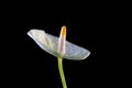 Yellow anthurium flower over black background. Royalty Free Stock Photo