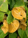 yellow anthurium flowers in garden