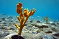 Yellow antlers sponge Axinella polypoides in Mediterranean Sea