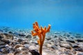 Yellow antlers sponge Axinella polypoides in Mediterranean Sea