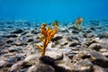 Yellow antlers sponge Axinella polypoides in Mediterranean Sea