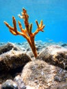 Yellow antlers sponge Axinella polypoides in Mediterranean Sea