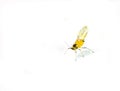 Yellow aphid close up on white background Royalty Free Stock Photo
