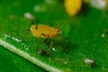 Yellow aphid on a leaf suck the sap of the plant Royalty Free Stock Photo