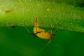 Yellow aphid on a leaf suck the sap of the plant Royalty Free Stock Photo