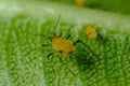 Yellow aphid on a leaf suck the sap of the plant Royalty Free Stock Photo