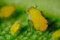 Yellow aphid on a leaf suck the sap of the plant Royalty Free Stock Photo