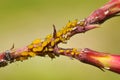 Yellow aphids Royalty Free Stock Photo