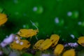 Yellow aphids on a leaf suck the sap of the plant Royalty Free Stock Photo