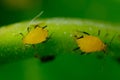 Yellow aphids on a leaf suck the sap of the plant Royalty Free Stock Photo