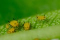 Yellow aphids on a leaf suck the sap of the plant Royalty Free Stock Photo