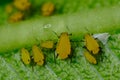 Yellow aphids on a leaf suck the sap of the plant