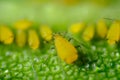 Yellow aphids on a leaf suck the sap of the plant Royalty Free Stock Photo