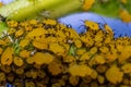 Yellow Aphids Macro Royalty Free Stock Photo